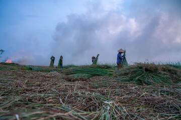 Farmer harvest Papyrus on the fields at Hoai Nhon, Binh Dinh, Vietnam
