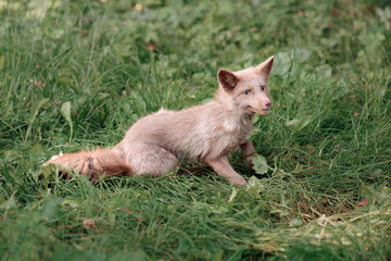 Naklejka na ściany i meble small gray fox collicote sits on the green grass in summer waiting for food