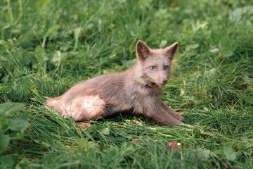 a small gray fox collicote sits on the green grass in summer and hunts red apples