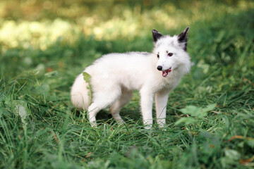white little fox runs on the green grass in summer eating apples on the ground