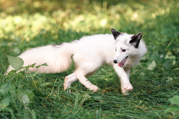 Naklejka na ściany i meble white little fox runs on the green grass in summer eating apples on the ground
