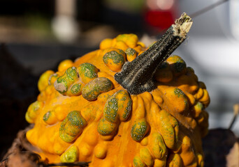 close up of pumpkin