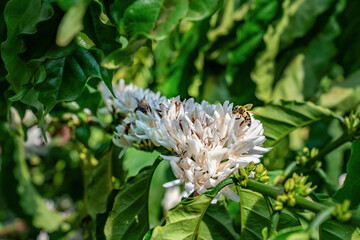 Flower of arabica and Robusta tree in Coffee plantation, Buon Me Thuot or Buon Ma Thuot, Dak Lak,...