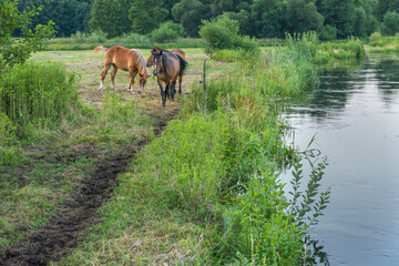 horse on the river