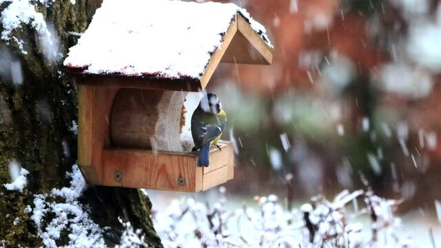 snow falling on birds feeding place
