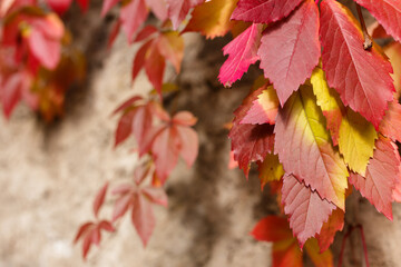 Colorful ivy on the wall in autumn. Red, autumn weaving on a stone wall. 
