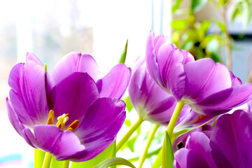Obraz na płótnie Canvas Flowering purple tulips. Bouquet of fresh flowers.