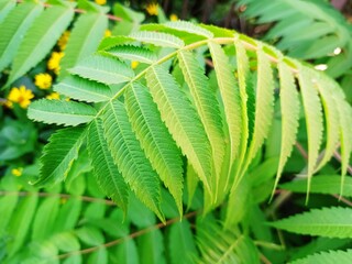 Green fern leaf texture. Leaf texture background