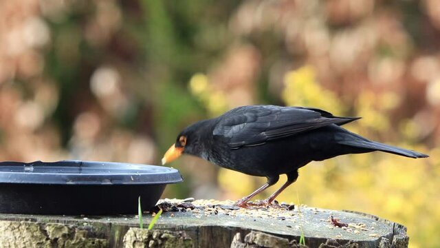 blackbird turdus merula eats bird seed
