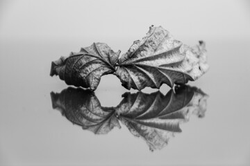 black and white leaf