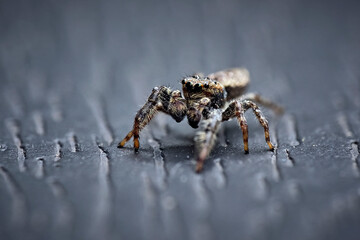 Rindenspringspinne ( Marpissa muscosa ).