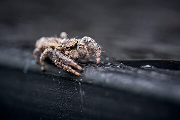 Rindenspringspinne ( Marpissa muscosa ).