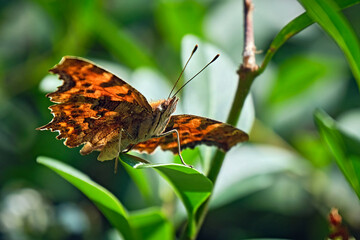 C-Falter ( Polygonia c-album, Syn.: Nymphalis c-album ).