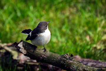 Trauerschnäpper ( Ficedula hypoleuca ).