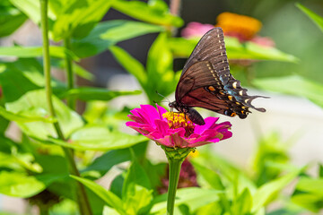 Black swallowtail butterfly perched on pink zinnia in flower garden