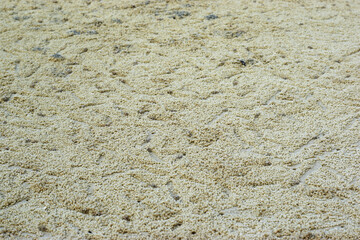 The sandy bottom of the sea has crabs.