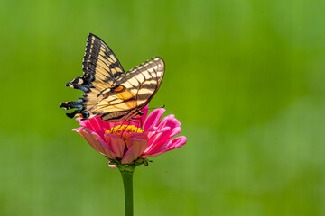 Swallowtail butterfly perched on pink zinnia flower with green background