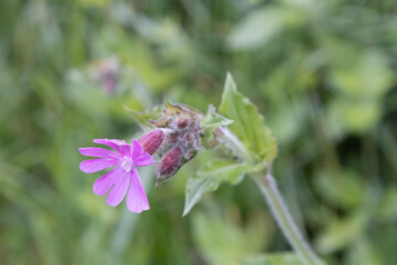 bee on flower
