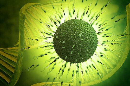 Sperm and egg cell on scientific background. Human reproduction Concept. 3d illustration