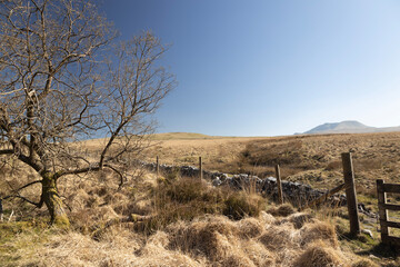 landscape with fence