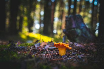 chanterelle mushroom in moss and coniferous forest
