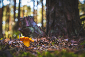 Chanterelle mushroom in moss and coniferous wood