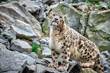 Schneeleopard ( Panthera uncia ).