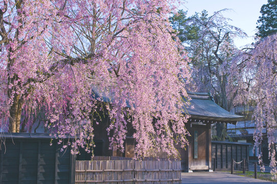 日本、秋田県、角館武家屋敷の枝垂れ桜
