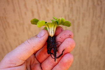 Leaves, white rhizome and roots covered in soil of the Venus flytrap plant in a caucasian man's hand.  