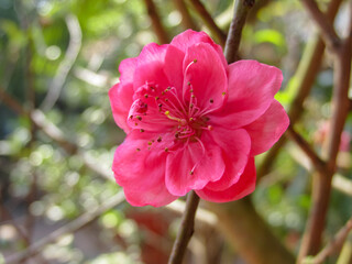 pink peach blossom in the garden