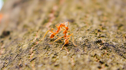 two red ants are kissing on a tree - a romantic scene