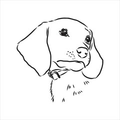 Decorative portrait of standing in profile beagle, vector isolated illustration in black color on white background