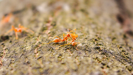 two red ants are kissing on a tree - a romantic scene
