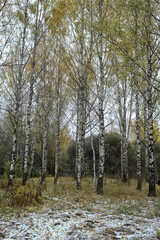 first snow in the park abstract new year view