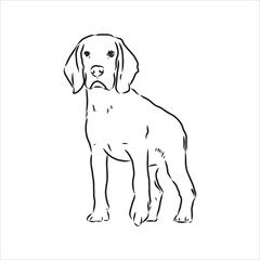 Fototapeta premium Decorative portrait of standing in profile beagle, vector isolated illustration in black color on white background