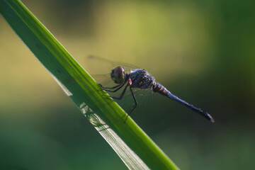 The dragonfly perched beautifully on the grass in the morning.