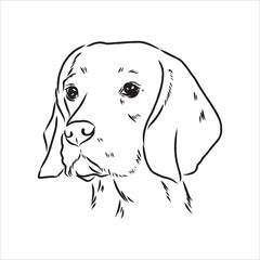 Decorative portrait of standing in profile beagle, vector isolated illustration in black color on white background