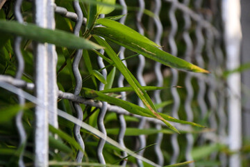 Green grass on the fence