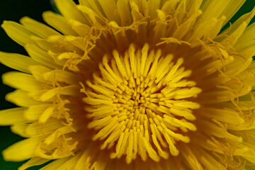 perfect beautiful great detailed macro close up of pretty yellow flower petals in bloom. Dandelion in its best