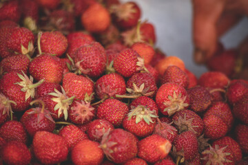 fresh strawberries from ecological garden. Healthy tasty red berries useful for eating raw in sweet dishes, jam, juces, syrup making