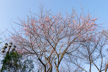 The plum blossoms in full bloom in the temple complement each other with the architecture