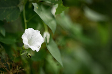 Flower of white funnel or Convolvulus arvensis on a background of green leaves, climbing or creeping herbaceous perennial plant. Used in case of fever in homeopathy