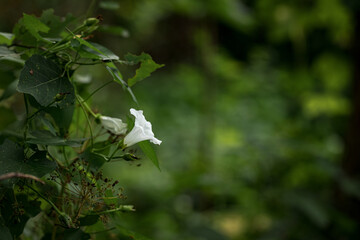 Flower of white funnel or Convolvulus arvensis on a background of green leaves, climbing or...