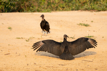 Black vulture on the beach