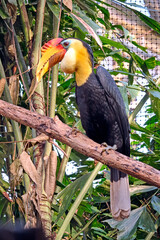 Runzelhornvogel ( Aceros corrugatus ).