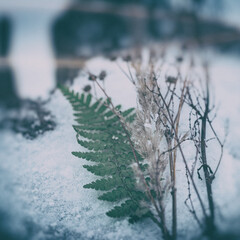 Still life in winter outdoors. Green fern and dry grass on tree stump. © Neils