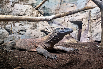 Ein Komodowaran ( Komodo - Waran ) / Komododrache ( Varanus komodoensis ).