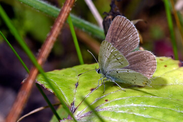 Short-tailed blue // Kurzschwänziger Bläuling (Cupido argiades)