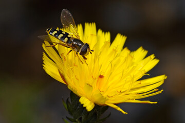 Common hoverfly // Mondfleck-Feldschwebfliege (Eupeodes luniger)