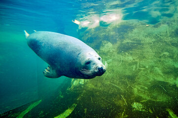 Die Seehundstation in Friedrichskoog.
